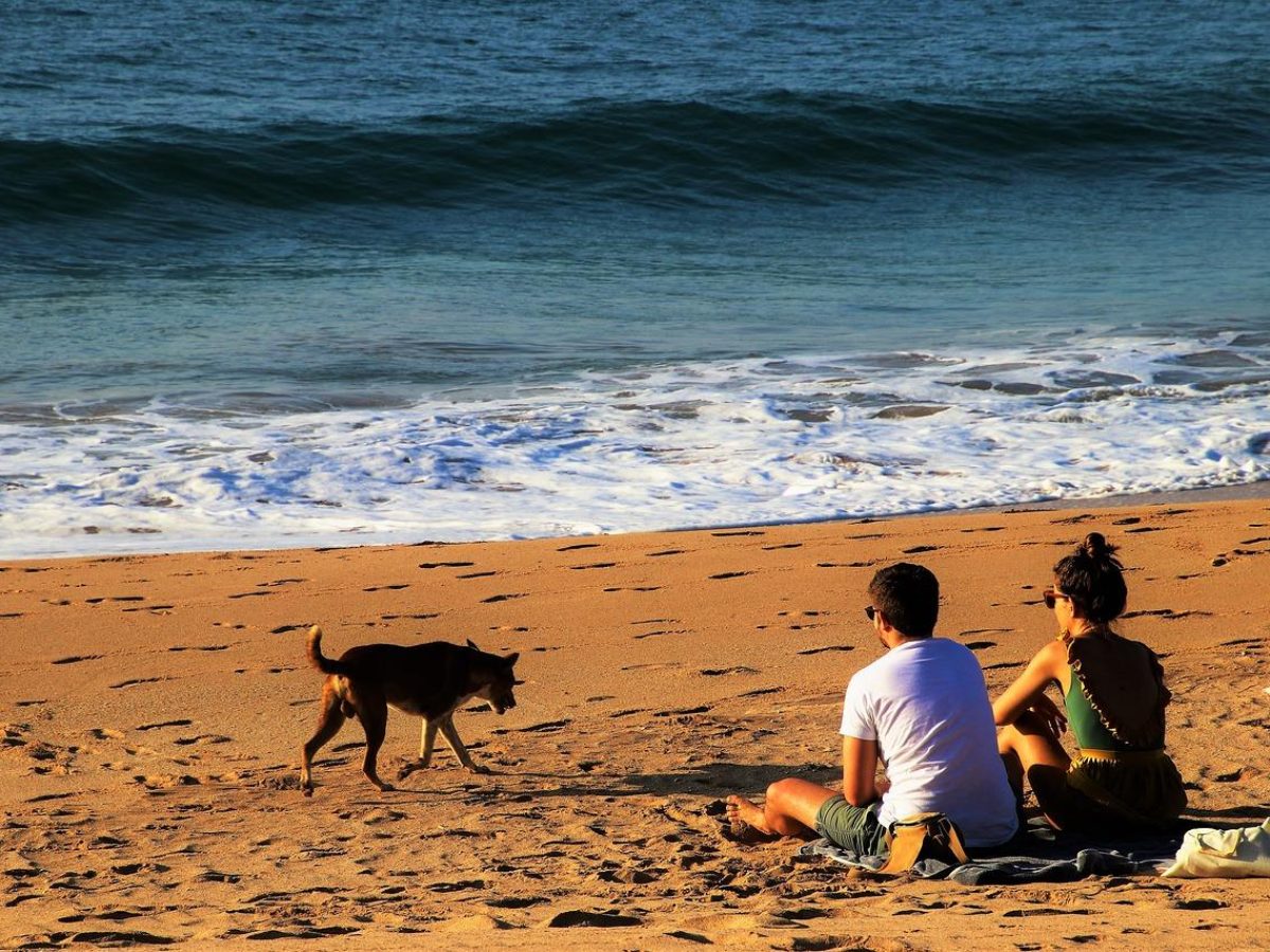 Wijzerplaat Aanval Sanders 15 tips voor vakantie met je hond aan zee | DIK.NL