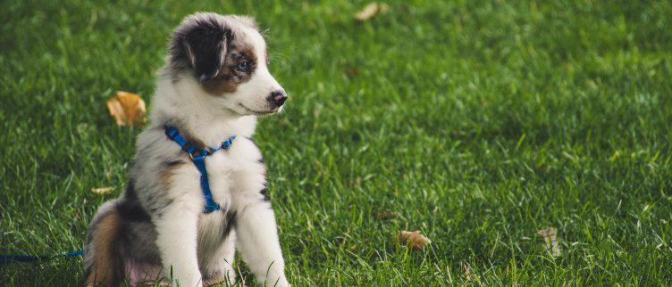 7 dingen die je moet weten voor je een puppy koopt